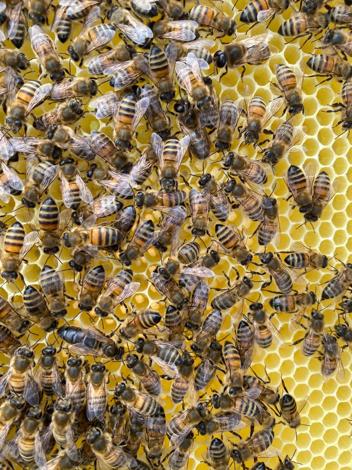 A swarm of bees on honeycomb